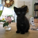 addie29's picture