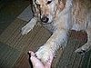 Giving paw to show what a good boy!!