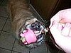 tug-o-war for Mr. Piggy