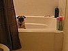 Tootsie hanging out in the bathtub for fun