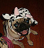 Baxter's cow costume