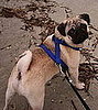 Baxter on the beach, 2/2008