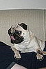 Baxter licky-face