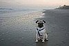 Baxter, posing like a good boy, 2/2008