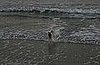 Playing in the waves