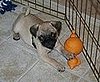 Little Baxter