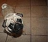 Tootsie's sad puppy face.  She's good, isn't she?