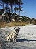 Sitting by the dunes