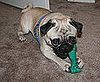 Baxter and his new bone.  8/2008