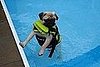 Tootsie takes a swim