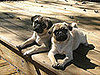 Relaxing on the deck
