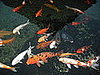 Koi pond on the hotel property.