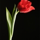 Tulip2371's picture