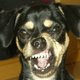 lilCROAT03's picture