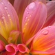 klichte2's picture