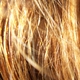 goldenheart's picture