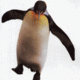 Penguin lover's picture
