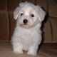 Niki Lovebug's picture