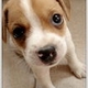 BabyAshlina's picture