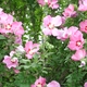 FallBride08's picture