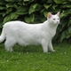 ichigo ichie's picture