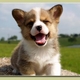 laineecope8's picture