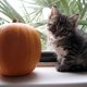 RosieP's picture