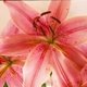 DaniRae's picture