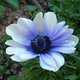 anemone's picture
