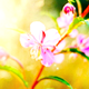 SumSpringlove5's picture