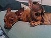 the twins, boogie and coco