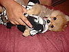 hercules loves to play