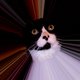 bbshark's picture