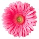 Brinklie's picture