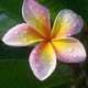 alwayswallis's picture