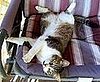 My cat Socks lounging on the porch swing
