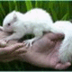 Rafunzel9's picture