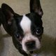 stellajodella's picture