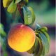 Peaches519's picture