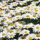 beautiful daisy's picture