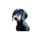 moddog's picture