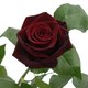 blackmagicrose's picture
