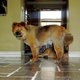 adogtrio's picture