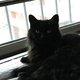 joypet's picture