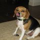 BellaBeagle's picture