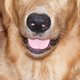 ilovemygolden's picture