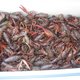 efrainc1's picture