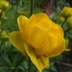 susalaska's picture
