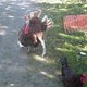 Poultry Princess's picture