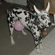 nowcow1's picture